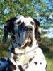Filename=Bella.jpg
Filesize=77KB
Dimensions=376x500
Date added=Apr 02, 2010 Bella.jpg
