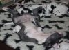 Filename=Chundo.jpg
Filesize=15KB
Dimensions=320x236
Date added=Jan 04, 2012 Chundo.jpg