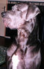 Filename=jonge-hond44.jpg
Filesize=23KB
Dimensions=400x620
Date added=Jan 23, 2007 jonge-hond44.jpg