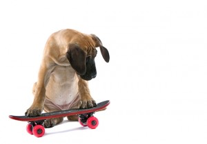 puppy-skateboard